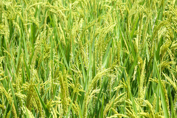 Golden Rice Paddy Field Ready for Harvesting - Mature Grain Crops in Agricultural Landscape