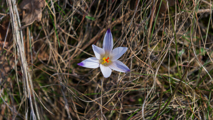 One crocus flower on a background of dry grass on a sunny day.