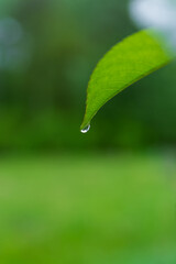 Green leaf with water drops on a blurred green background.