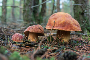 Three porcini mushrooms in a pine forest, close-up.
