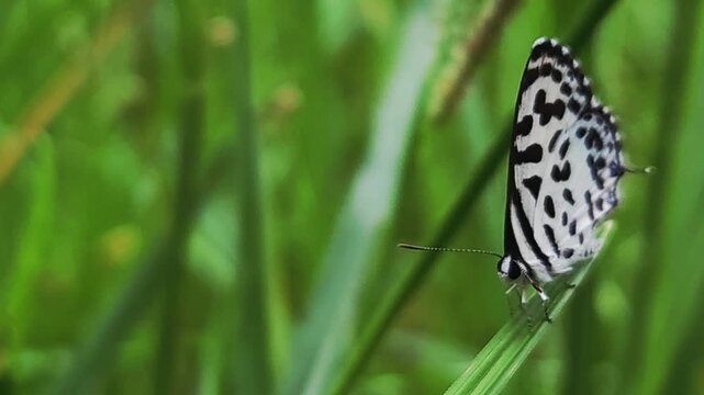 Small black and white common Pierrot butterfly (Castalius rosimon) dances over blossoms in warm summer meadow
