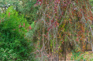 Red leaves of wild grapes on tree trunks in the park.