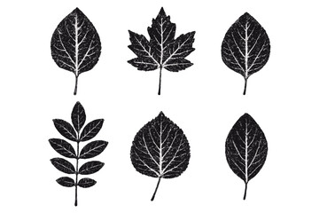 Fototapeta premium Collection of autumn forest leaves vector silhouettes. Decorative leaf prints in grunge stippling style. Monotone botanical illustrations. Black and white nature elements set.