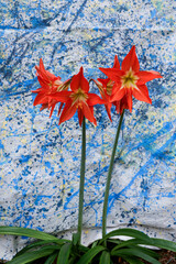 Fotografia art&iacute;stica de flores vermelhas de l&iacute;rio (Amaryllis) em destaque, com p&eacute;talas vibrantes e detalhes n&iacute;tidos, sobre um fundo abstrato pintado em azul, branco e amarelo no estilo expressionista.
