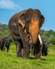 The Sri Lankan elephant - Elephas maximus maximus