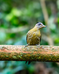 streak-throated woodpecker - Picus xanthopygaeus