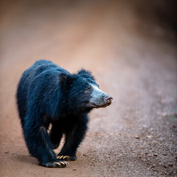 The Sri Lankan sloth bear - Melursus ursinus inornatus