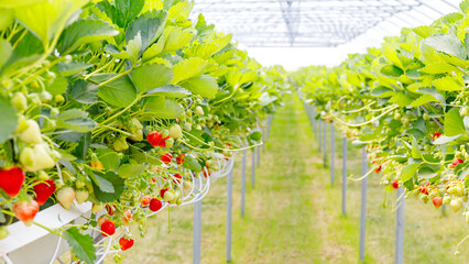 Strawberry plants grow in a greenhouse showcasing ripe and unripe fruit with lush green leaves during daylight hours