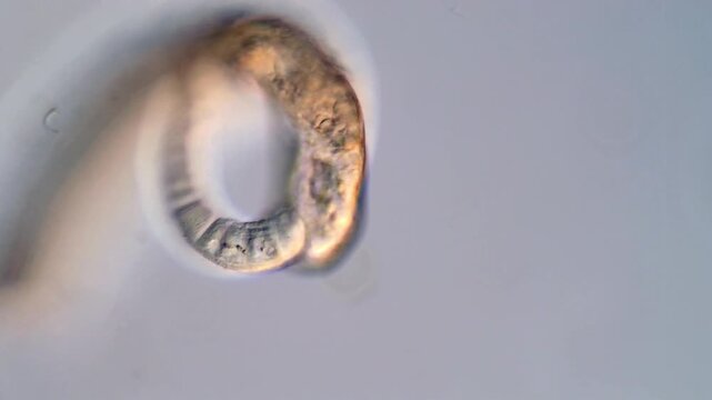 Schistosoma Larvae parasite Swimming in 4K Microscope