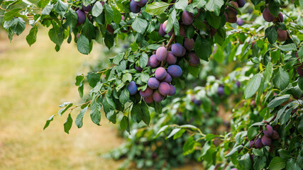 Ripe plums hang from branches in a vibrant orchard, ready for harvest on a sunny day in late summer