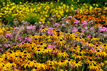 Colorful wildflower garden blooming during summer in a park