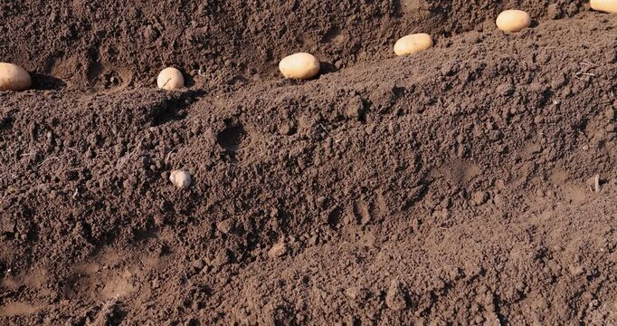 potatoes in rows during sowing in agricultural field , rows of potatoes in the field in the spring during farming, closeup