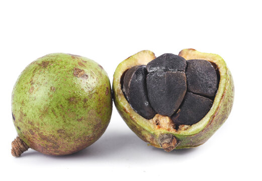 Black Walnut Tree Fruit with Hull Open Showing Dark Nuts - Natural Oil Seed Harvesting