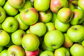 Close up of an assortment of cooking apples, Healthy fruit background