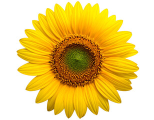 Fototapeta premium Fresh yellow sunflower head with detailed petals and center isolated on transparent background PNG