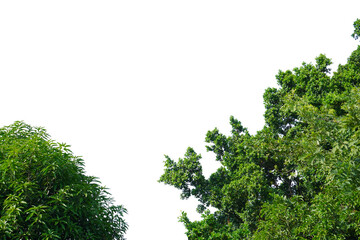 Die-cut green leaves and white background
