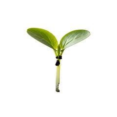 Sprout Grows Upward with Green Leaves on Transparent Background in Studio Shot, New Life