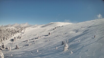 Panoramic view of a snow-covered mountain slope with scattered evergreen trees under a clear blue sky, capturing the serene beauty of winter nature.