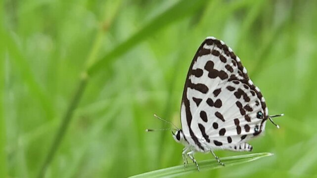 Small black and white common Pierrot butterfly (Castalius rosimon) dances over blossoms in warm summer meadow