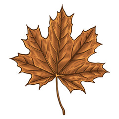 Vintage Autumn Maple Leaf Illustration - Hand Drawn Fall Leaf Vector Design