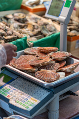 Fresh scallops are displayed on a metal tray on a scale at a street seafood market in Paris, France. The ribbed shells are in various shades of orange and brown.