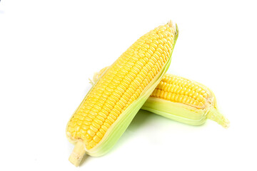 Fresh Golden Sweet Corn Cobs with Husks on White Background