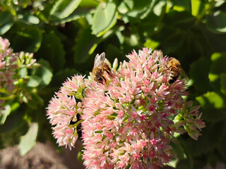 Honey Bees Collecting Nectar on a Pink Flower.