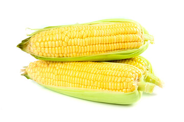Fresh Sweet Corn on the Cob with Green Husks Isolated on White Background