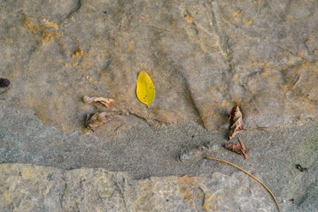 Texture of a natural stone paved patio with wide joints on which there are dry leaves that have fallen from a tree because autumn is coming and one small yellow leaf that seems to be still alive