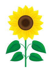 Sunflower with leaves. Color vector illustration. Isolated on white background.	