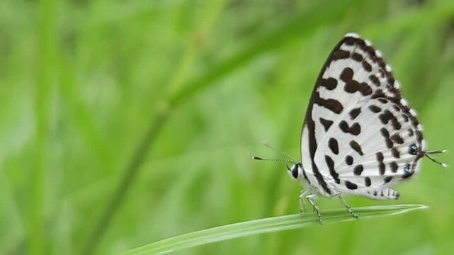 Small black and white common Pierrot butterfly (Castalius rosimon) dances over blossoms in warm summer meadow