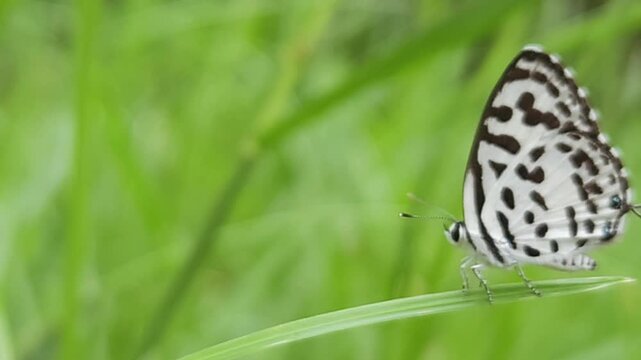 Small black and white common Pierrot butterfly (Castalius rosimon) dances over blossoms in warm summer meadow