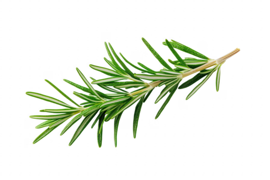 Fresh sprig of rosemary on transparent background highlighting culinary and herbal uses