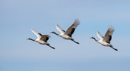 Obraz premium Three white cranes fly gracefully against the sky.
