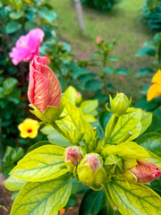 Hibiscus flower or shoeblackplant, a pink flower with pollen outside.