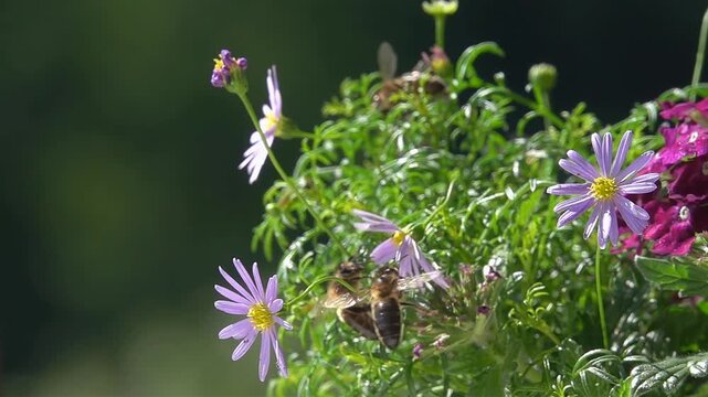 Bees, Flying on Flowers. closeup view. Slow-motion. purple violet flowers