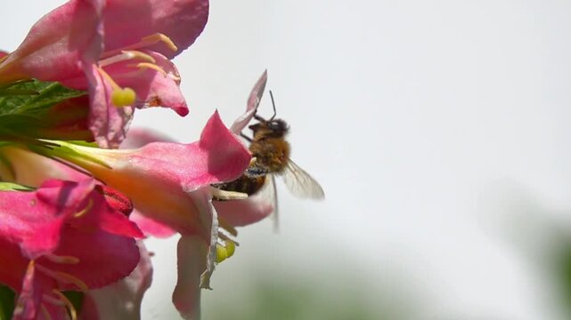 Bee with honey pollen on pink flower. Pollination. Slow-motion white background