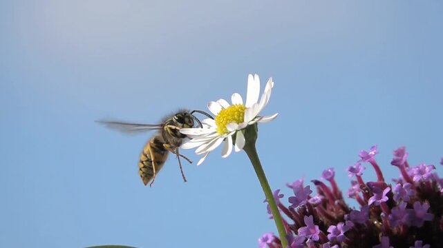 Bee wasp Flying on Flower. closeup view. Slow-motion. daisy flower. Blue sky. Colors of nature.
