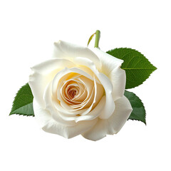 Close-up of a single, pristine, creamy white rose with a subtle peachy center, set against a black background.  Two green leaves are visible next to the bloom