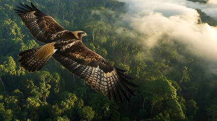 Fototapeta premium A powerful raptor with wings spread, a red-tailed hawk or eagle soars through the wild blue sky