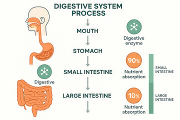 Human Digestive System Process Diagram