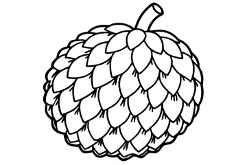 vector illustration of a litchi 