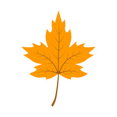 Autumn maple leaf. Color vector illustration. PNG with transparent background.	