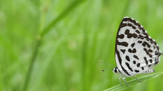Small black and white common Pierrot butterfly (Castalius rosimon) dances over blossoms in warm summer meadow