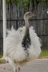 an amazing white greater rhea in a zoo