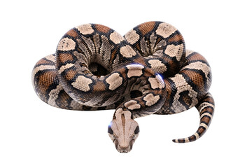 Obraz premium A captivating snake, coiled and detailed, displays its intricate patterns against a stark black backdrop.