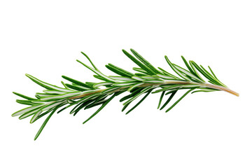 Fototapeta premium Fresh rosemary sprig isolated against a transparent background close up view for culinary themes