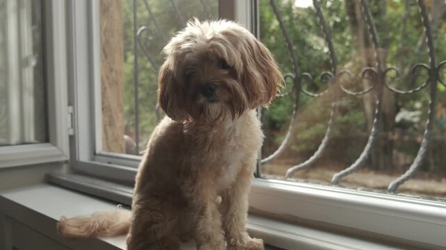 Little cavapoo puppy dog sitting by the window looking around indoors