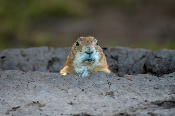 Prairie dog peeping from its mound