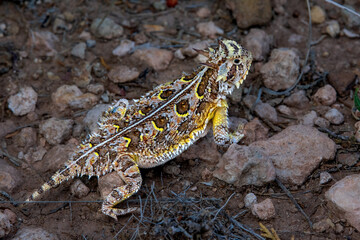 Bright horned lizard on the ground